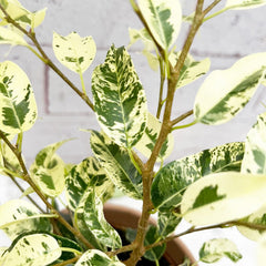 20- 30cm Ficus Eldorado 10cm Pot House Plant House Plant