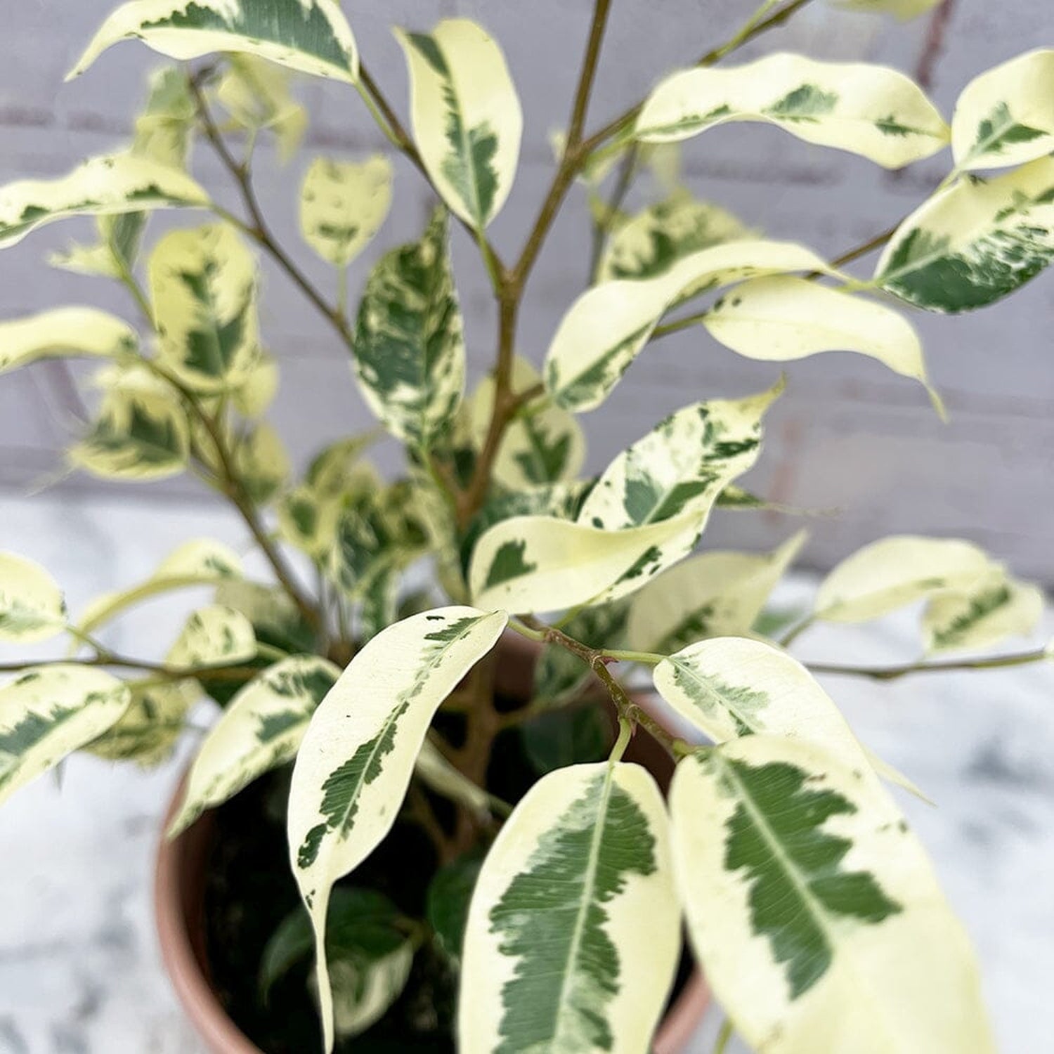 20- 30cm Ficus Eldorado 10cm Pot House Plant House Plant