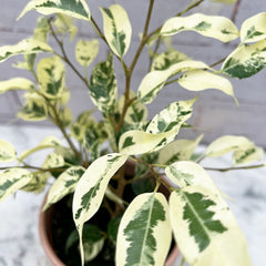 20- 30cm Ficus Eldorado 10cm Pot House Plant House Plant