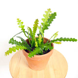 20 - 30cm Fishbone Cactus Epiphyllum Anguliger 13cm Pot House Plant