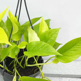 20 - 30cm Golden Pothos Epipremnum in Hanging 15cm Pot House Plant