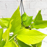 20 - 30cm Golden Pothos Epipremnum in Hanging 15cm Pot House Plant