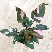 25 - 45cm Variegated Philodendron Pink Princess 17cm Pot House Plant