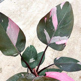 20 - 30cm Highly Variegated Philodendron Pink Princess 17cm Pot House Plant House Plant