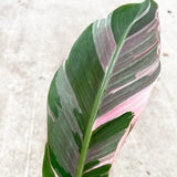 20 - 30cm Musa Pink NoNo Variegata Variegated Banana House Plant 12cm Pot House Plant