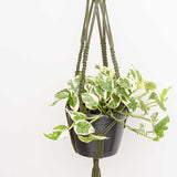 25 - 40cm Epipremnum Njoy Pothos in Hanging Pot 17cm House Plant