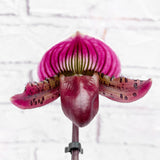 20 - 30cm Paphiopedilum Red Stripe Orchid 9cm Pot House Plant