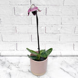 20 - 30cm Paphiopedilum Red Stripe Orchid 9cm Pot House Plant House Plant
