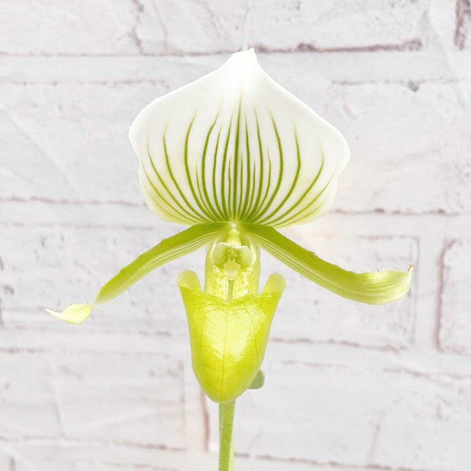 20 - 30cm Paphiopedilum × Maudiae 'Femma' Orchid 9cm Pot House Plant House Plant