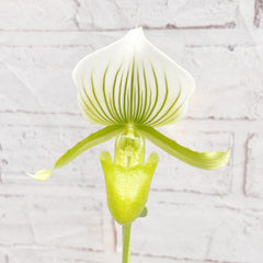 20 - 30cm Paphiopedilum × Maudiae 'Femma' Orchid 9cm Pot House Plant House Plant