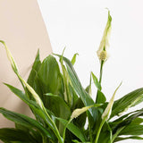 20 - 30cm Peace Lily Spathiphyllum 10.5cm Pot House Plant House Plant