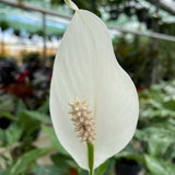 20 - 30cm Peace Lily Spathiphyllum 10.5cm Pot House Plant House Plant