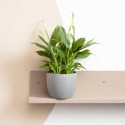 25 - 30cm Peace Lily Spathiphyllum 9cm Pot House Plant