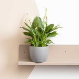 20 - 30cm Peace Lily Spathiphyllum 10.5cm Pot House Plants