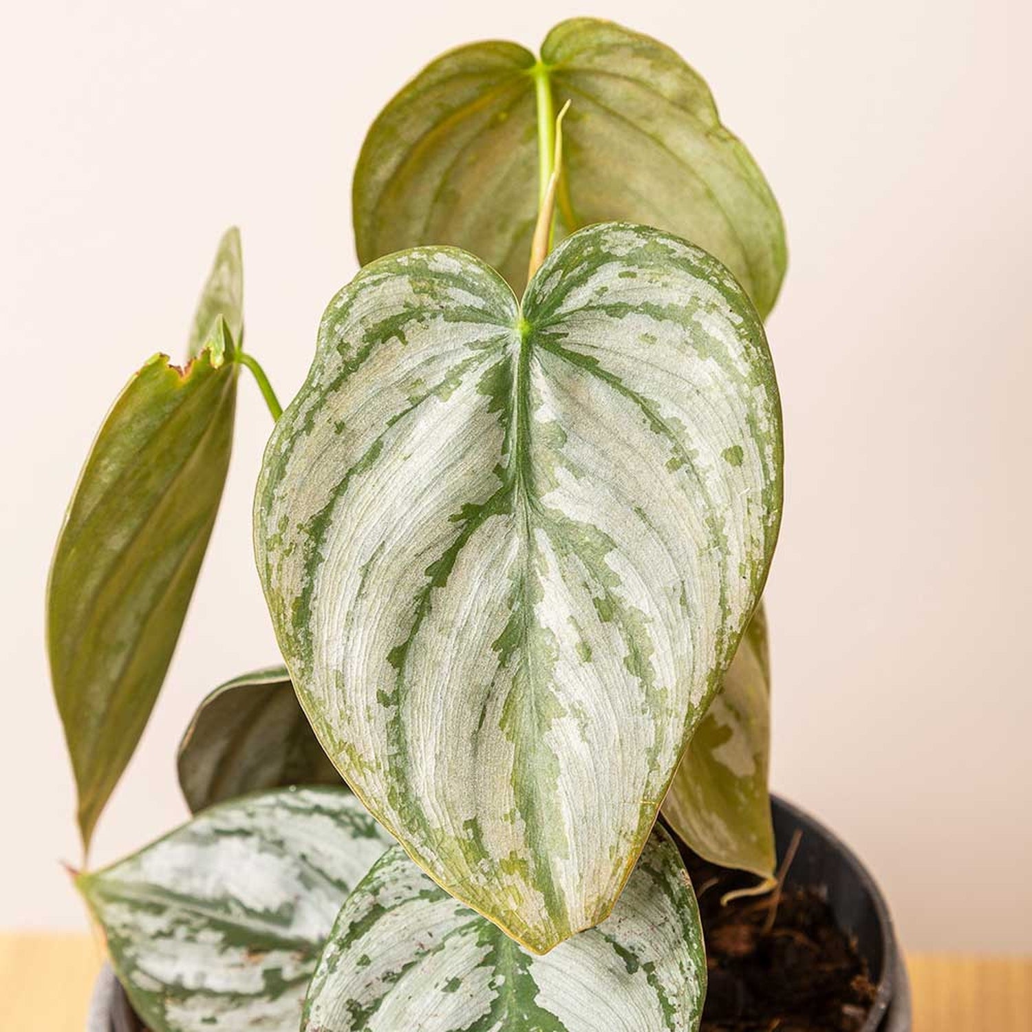 20 - 30cm Philodendron Brandtianum 12cm Pot House Plant House Plant