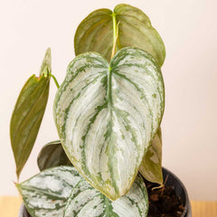 20 - 30cm Philodendron Brandtianum 12cm Pot House Plant House Plant