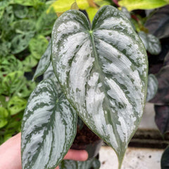 20 - 30cm Philodendron Brandtianum 12cm Pot House Plant House Plant