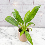 20 - 30cm Philodendron Campii House Plant in 10cm Pot House Plant