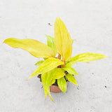 20 - 30cm Philodendron Marmalade Quad Colour House Plant 9cm Pot House Plant
