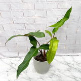 20 - 30cm Philodendron Mexicanum 17cm Pot House Plant