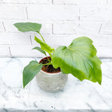 20 - 30cm Philodendron Warscewiczii in 12cm Pot