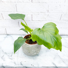 20 - 30cm Philodendron Warscewiczii in 12cm Pot House Plant
