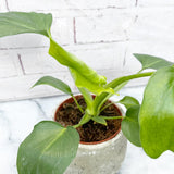 20 - 30cm Philodendron Warscewiczii in 12cm Pot House Plant