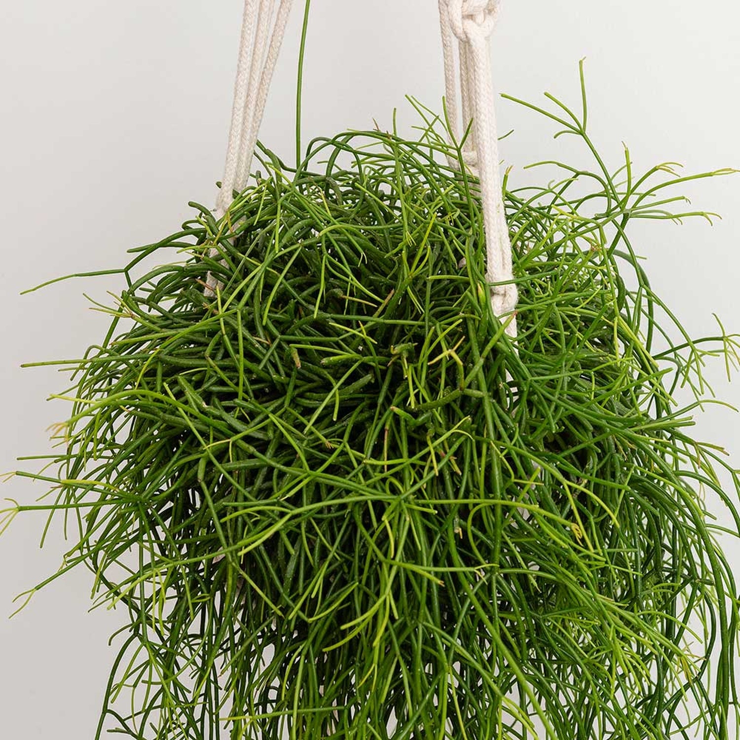 20 - 30cm Rhipsalis Baccifera in Hanging Pot 14cm Pot House Plant House Plant