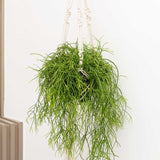 25 - 35cm Rhipsalis Baccifera Oasis in Hanging Pot 17cm Pot House Plant