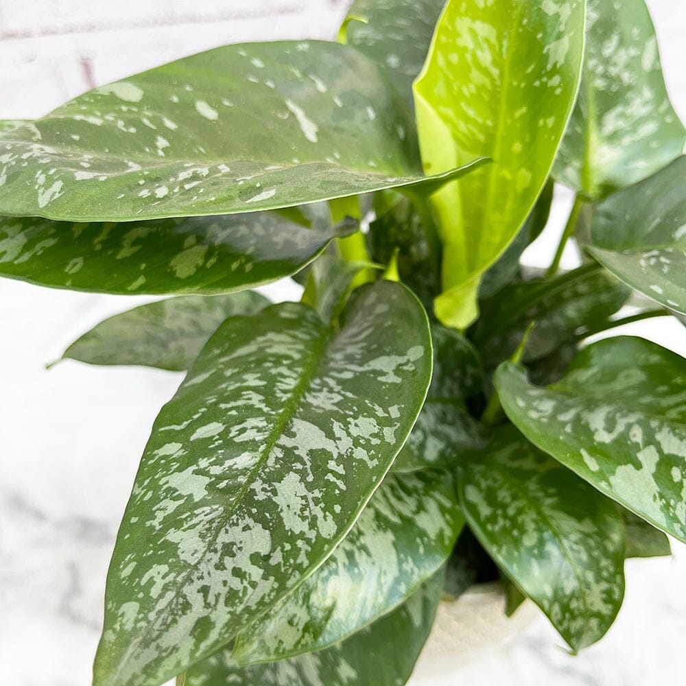 20 - 30cm Schismatoglottis Scortechinii 12cm Pot House Plant House Plant