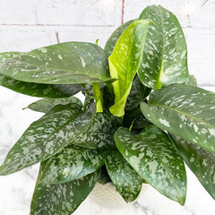 20 - 30cm Schismatoglottis Scortechinii 12cm Pot House Plant House Plant