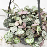 20 - 30cm String of Hearts Ceropegia Woodii in 12cm Hanging Pot
