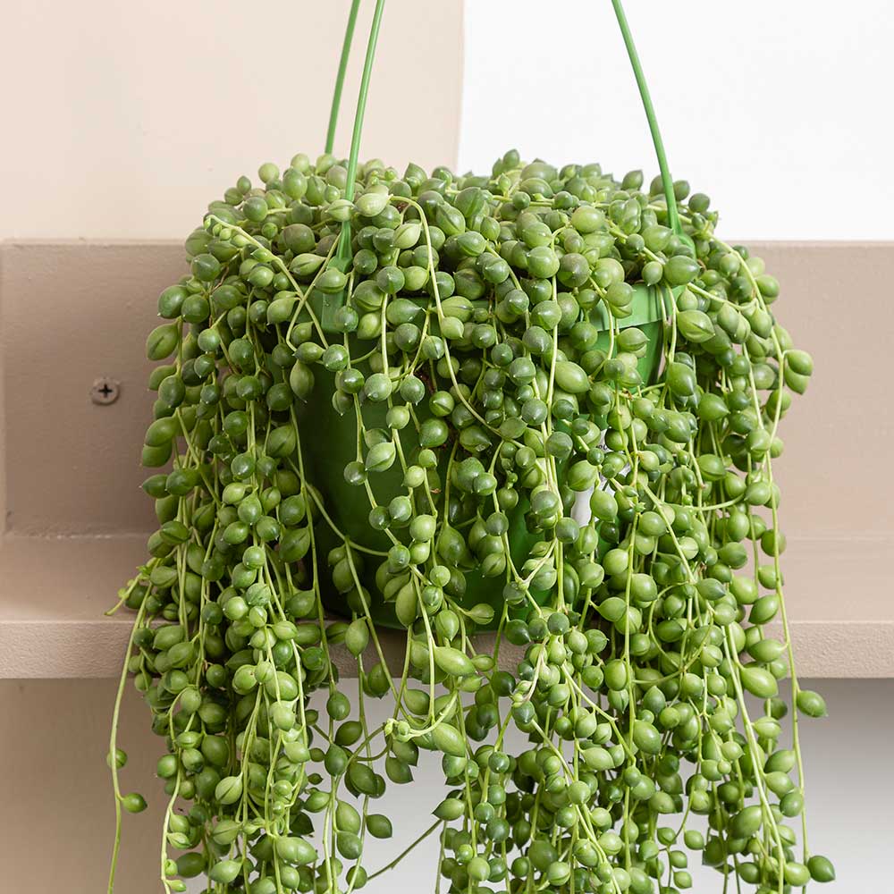 20 - 30cm String of Pearl in Hanging Pot Senecio Rowleyanus 14cm Pot House Plant House Plant