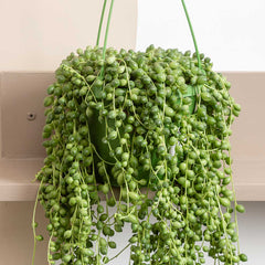 20 - 30cm String of Pearl in Hanging Pot Senecio Rowleyanus 14cm Pot House Plant House Plant