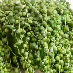20 - 30cm String of Pearl in Hanging Pot Senecio Rowleyanus 14cm Pot House Plant House Plant