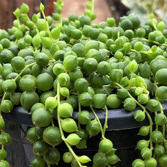 20 - 30cm String of Pearl in Hanging Pot Senecio Rowleyanus 14cm Pot House Plant House Plant