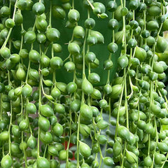 20 - 30cm String of Pearl in Hanging Pot Senecio Rowleyanus 14cm Pot House Plant House Plant