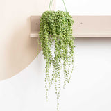 20 - 30cm String of Pearl in Hanging Pot Senecio Rowleyanus 14cm Pot House Plants