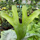 20 - 30cm Superbum Staghorn Fern Platycerium Superbum 14cm Pot House Plant House Plant
