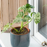 20 - 30cm Syngonium Mottled Arrowhead Plant 12cm Pot House Plants