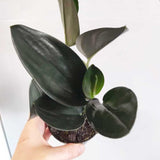 20 - 30cm Treubii Dark Form Pothos Epipremnum 12cm Pot House Plant