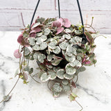 20 - 30cm Variegated String of Hearts Ceropegia Woodii in 14cm Hanging Pot