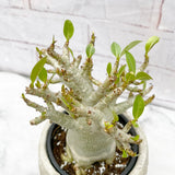 20 -35cm Adenium Obesum Desert Rose House Plant 12cm Pot House Plant