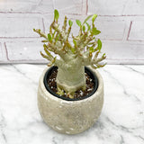 20 -35cm Adenium Obesum Desert Rose House Plant 12cm Pot