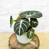 20 - 35cm Alocasia Ninja 12cm Pot House Plant