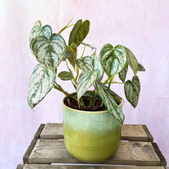 20 - 35cm Philodendron Brandtianum 12cm Pot House Plant House Plant