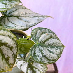 20 - 35cm Philodendron Brandtianum 12cm Pot House Plant House Plant