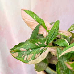 20 - 35cm Syngonium Pink Splash Arrowhead Plant 12cm Pot House Plant House Plant