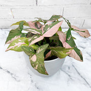 20 - 35cm Syngonium Pink Splash Arrowhead Plant 14cm Pot House Plant