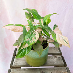 20 - 35cm Syngonium Pink Splash Arrowhead Plant 12cm Pot House Plant House Plant